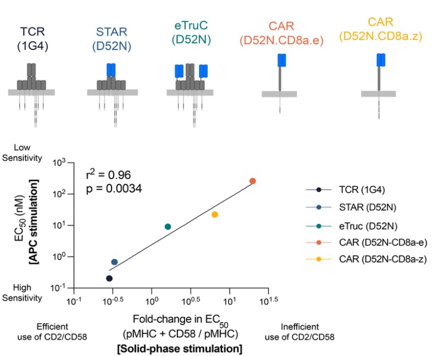 T cell antigen sensitivity