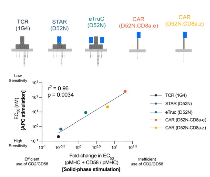 T cell antigen sensitivity