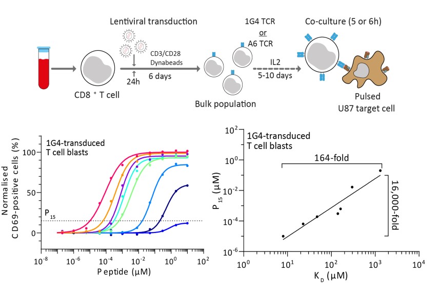 T cell antigen discrimination