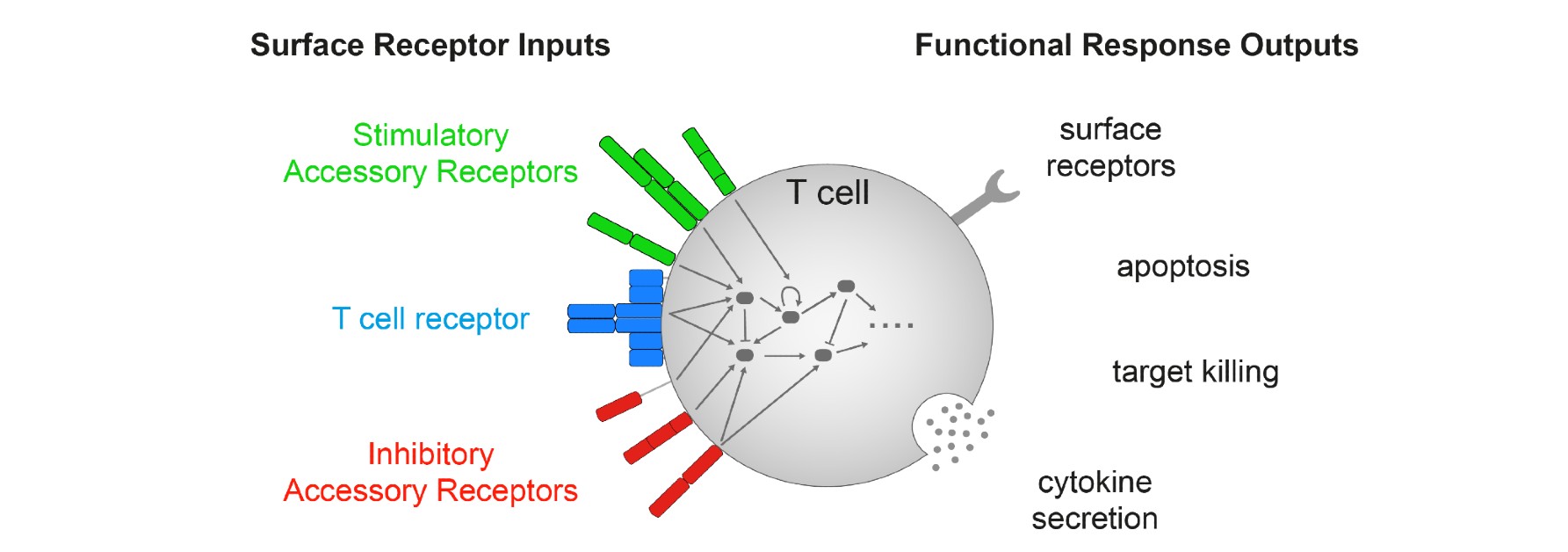 T cell schematic diagram showing surface receptor inputs and functional response outputs