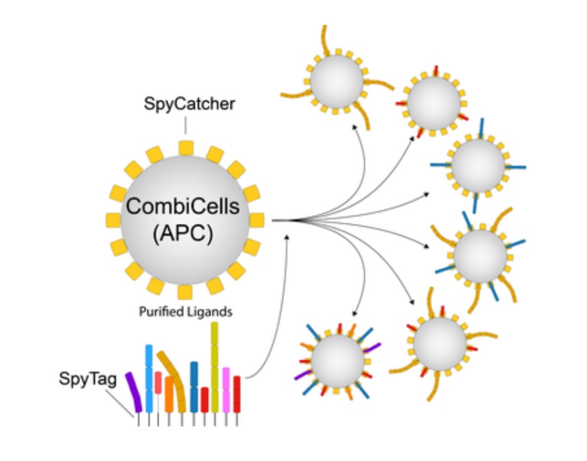 Tools to study signal integration by surface receptors