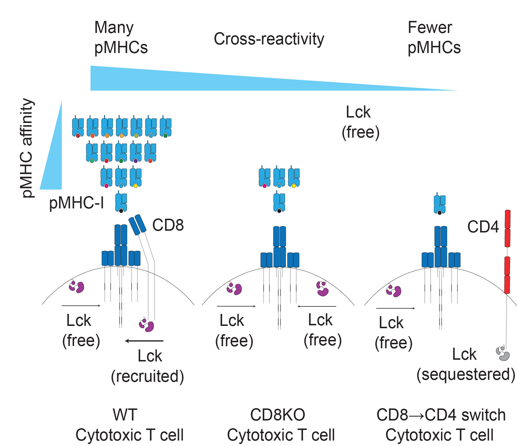 Graphical Abstract
