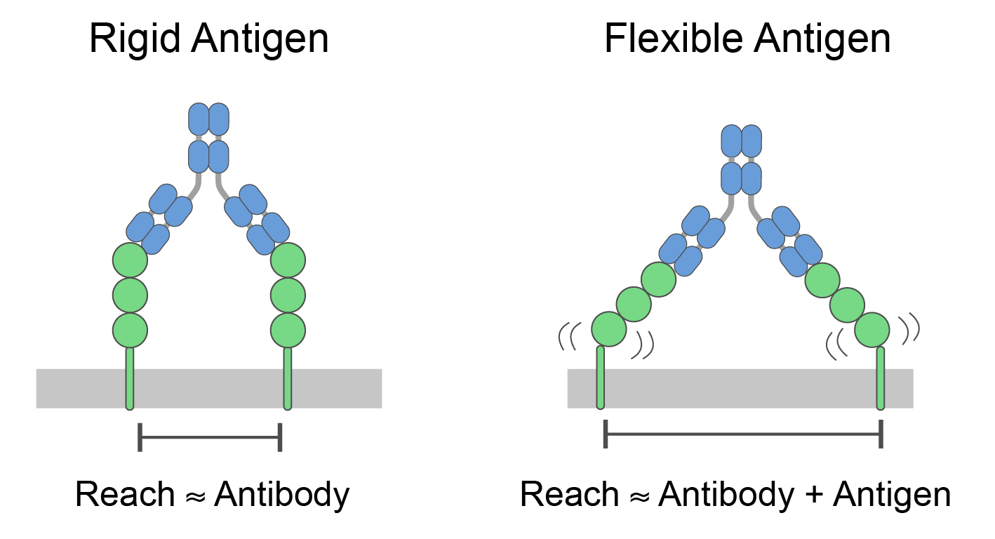 figure8 antigenflex